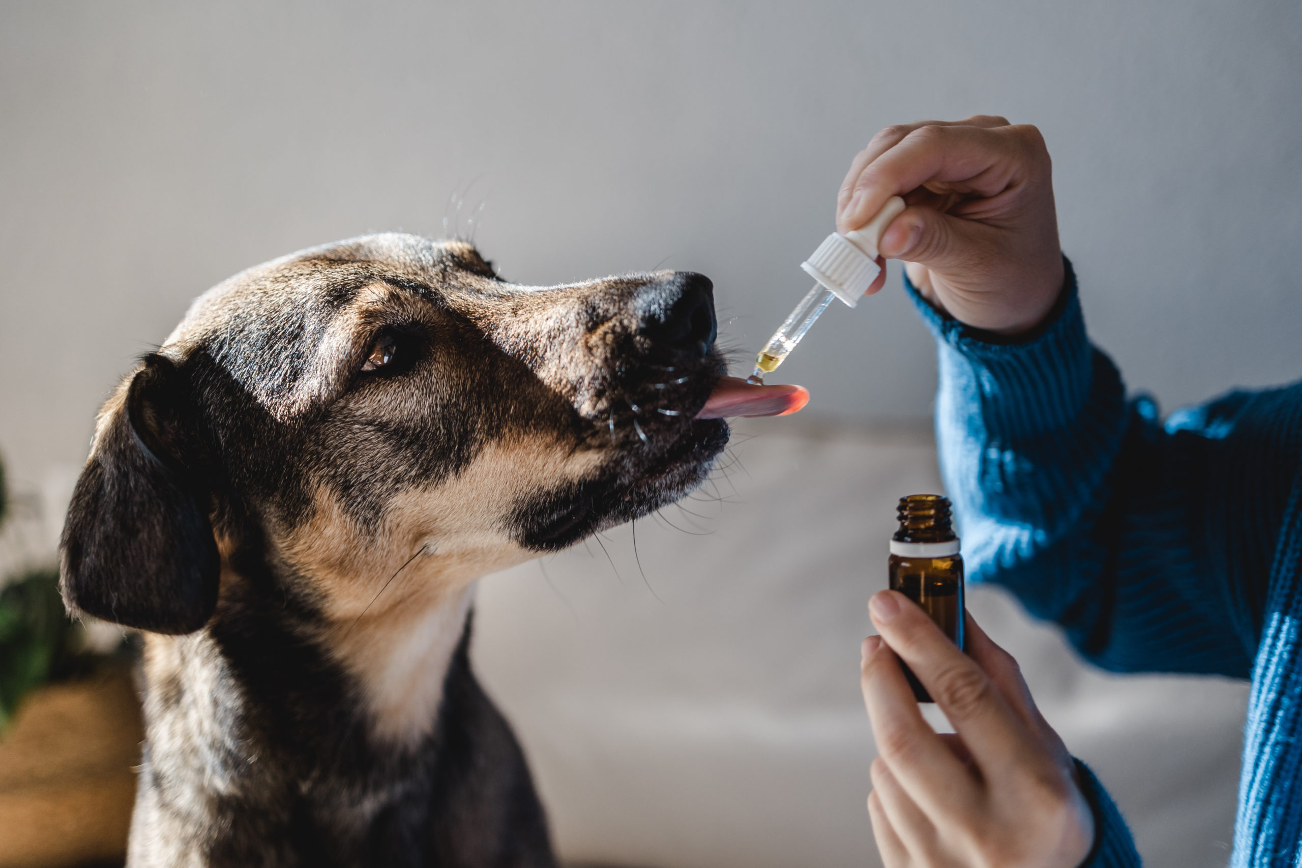 Research the CBD oil for dogs and make an informed decision 